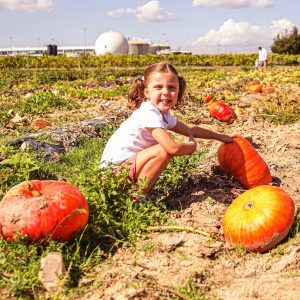 Taller de calabazas Lunes 2 de Noviembre