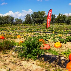 Taller de calabazas Sábado 31 de Octubre