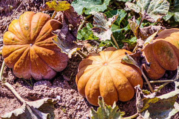 Taller de calabazas Sábado 1 de Noviembre