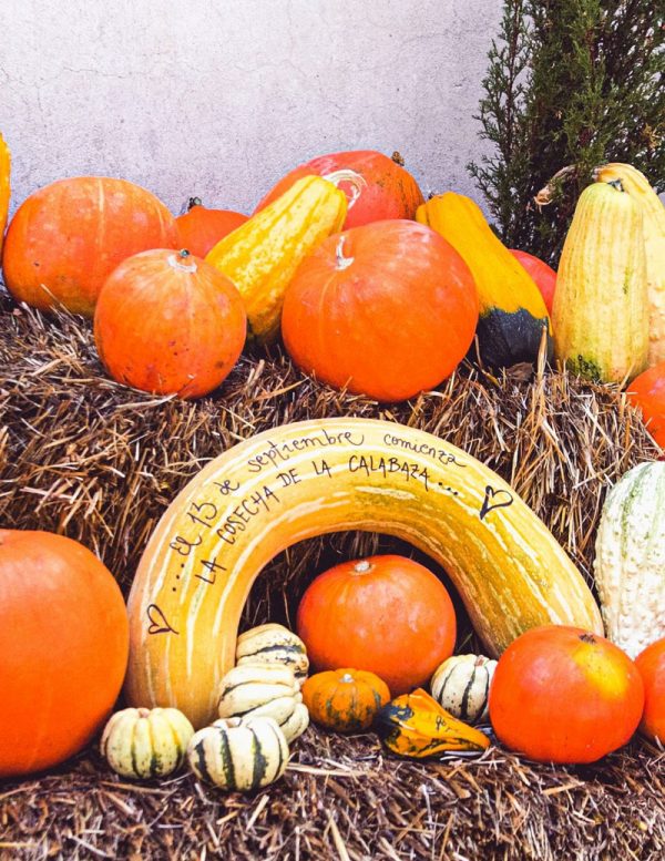 monjarama calabazas