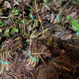 1 caja KIT planta BIOMONJARAMA